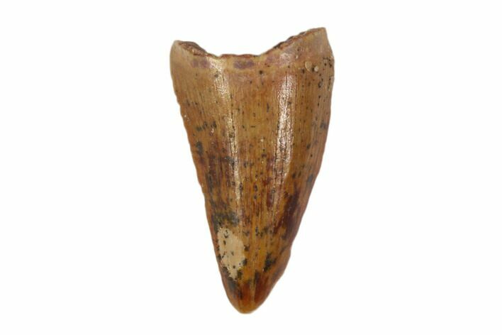 Cretaceous Fossil Crocodile Tooth - Morocco #90100
